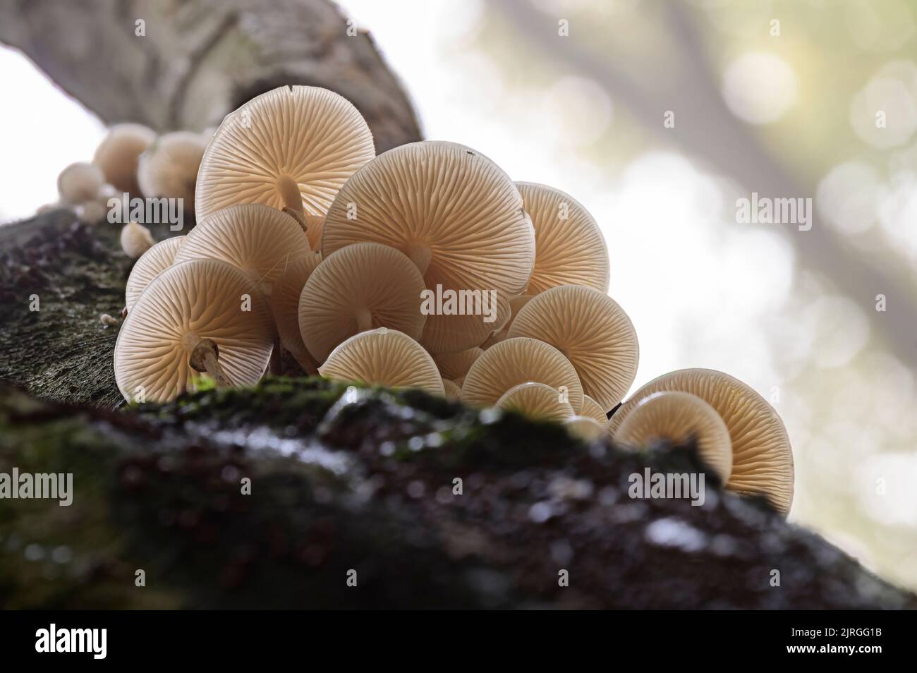 Champignon Porselain sur le tronc de Beech dans une forêt d'automne Banque D'Images