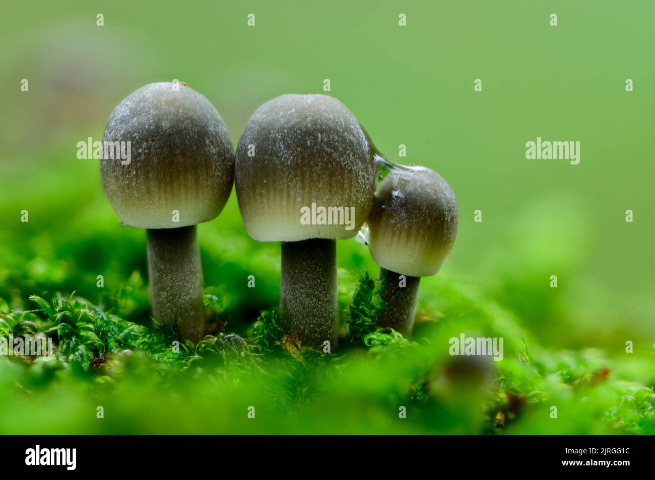 Trois champignons Mycena dans une forêt d'automne Banque D'Images