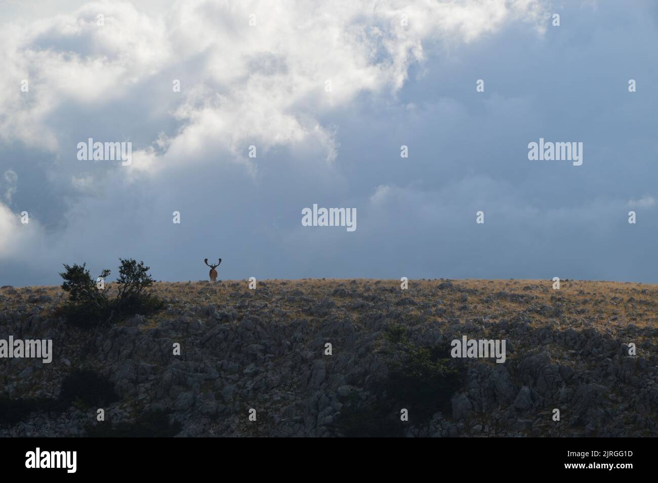 Cerf jachère dans les montagnes siciliennes Banque D'Images