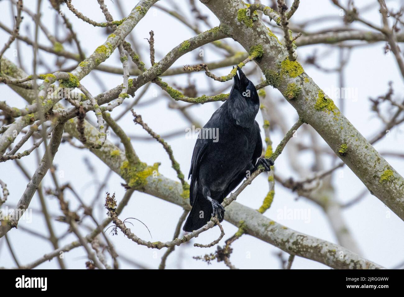 Jackdaw (Corvus monedula) dans un arbre, arrachant des brindilles pour la construction de nids, Yorkshire, faune britannique Banque D'Images