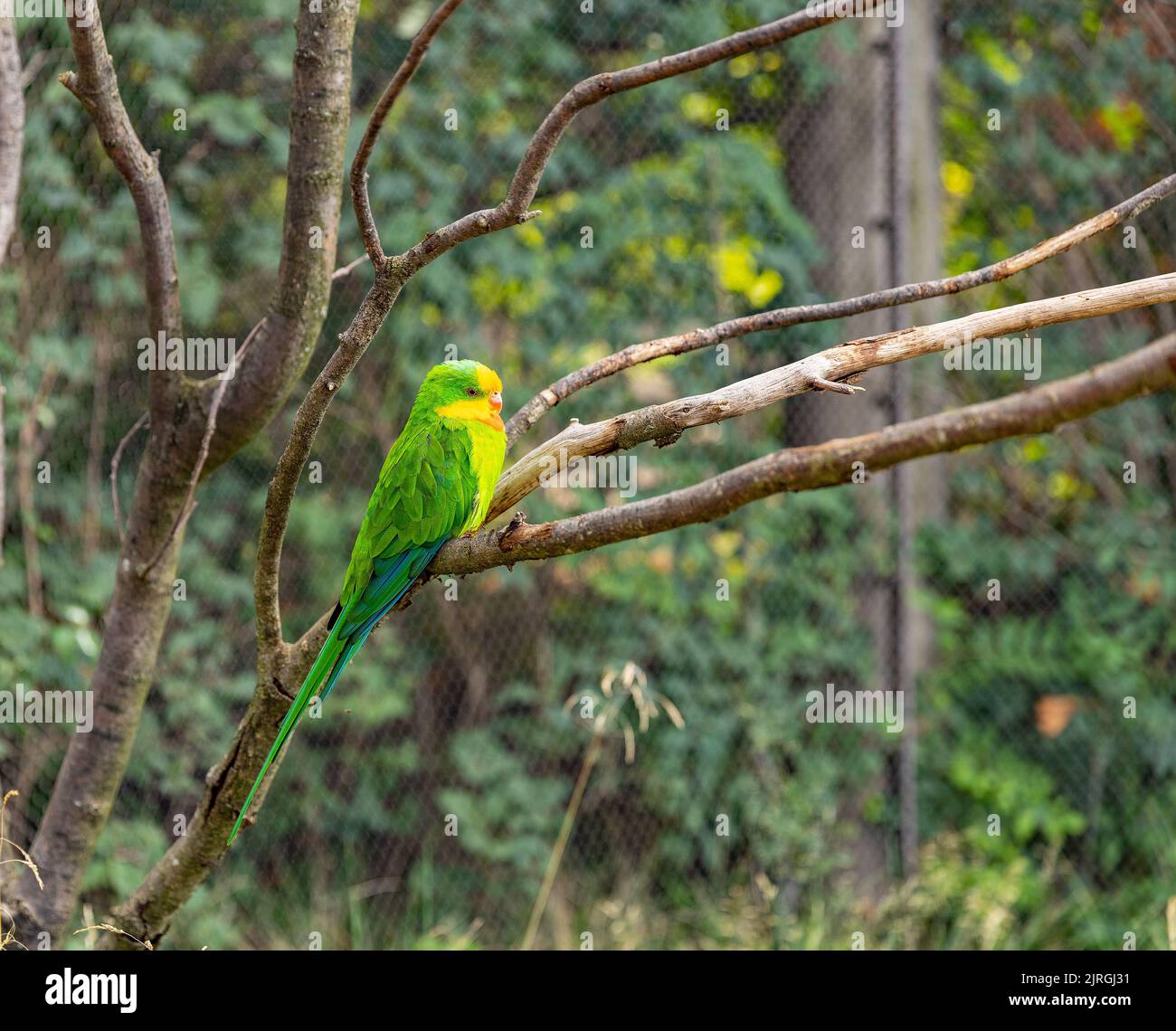 Portrait de perroquet vert clair à tête jaune, scène de la faune dans le zoo de Prague Banque D'Images