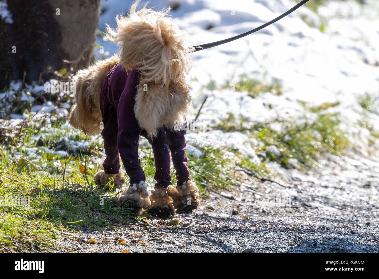 Chien Poodle-cross portant un manteau de chien lors d'une journée enneigée avec des boules de neige attachées à ses pieds, Royaume-Uni Banque D'Images