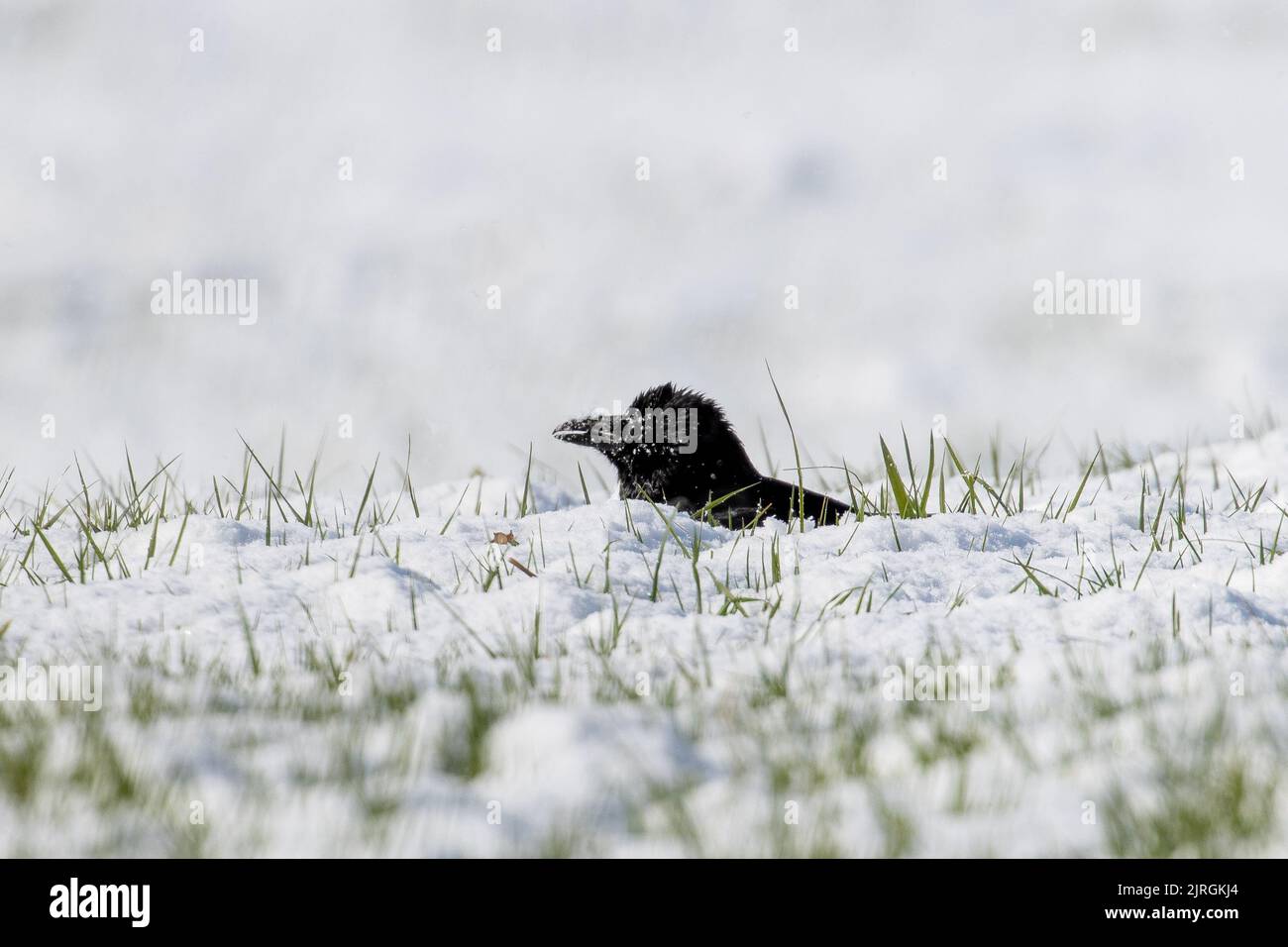 Crow sur le sol caché dans la neige dans l'herbe à la recherche de nourriture, West Yorkshire, Angleterre, faune britannique Banque D'Images