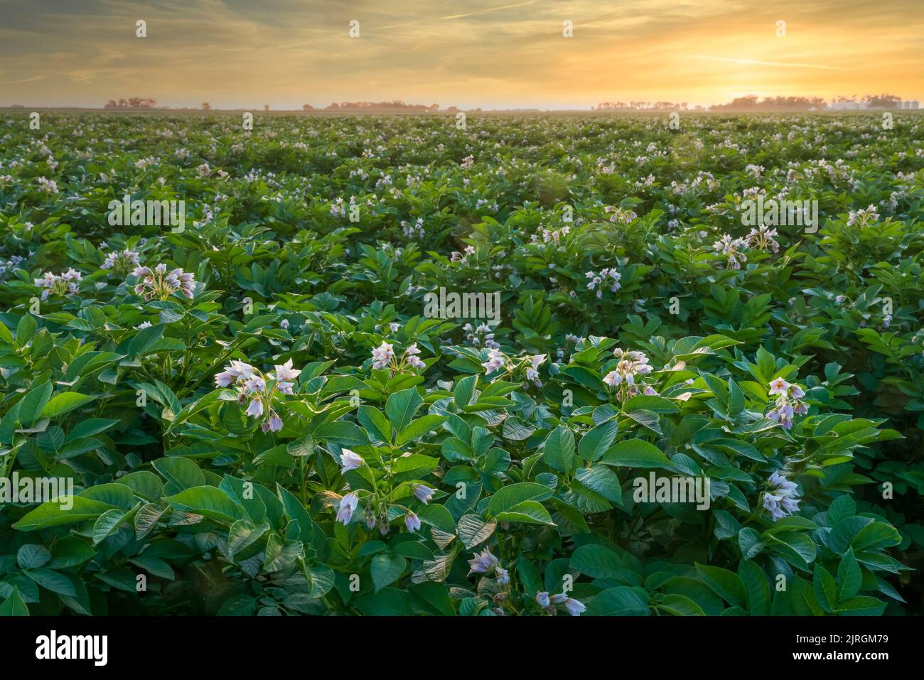 Un champ de pommes de terre en fleur au coucher du soleil près d'Altona, Manitoba, Canada. Banque D'Images