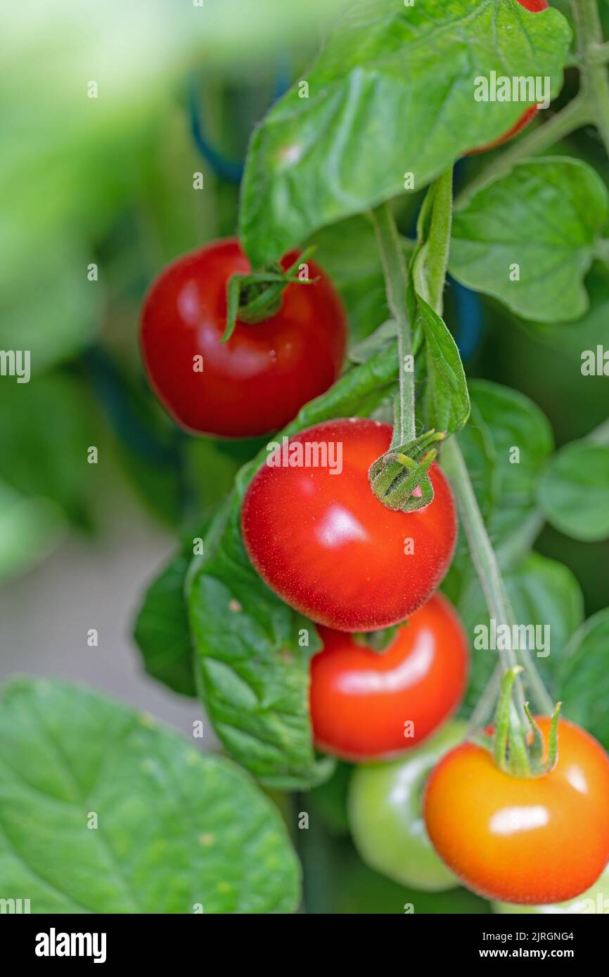 Tomates, Solanum lycopersicum, sur la brousse Banque D'Images