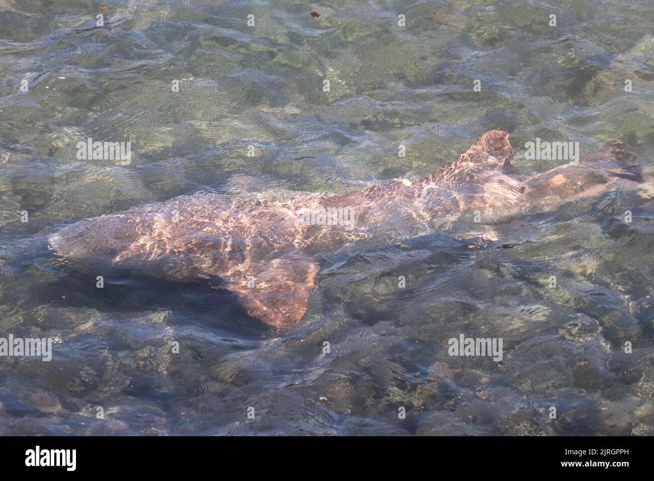 Tubarao Limao ou le requin Lemon se sont rassemblés à la surface de l'île Fernando de Noronha, au Brésil. Negapron brevirostris Banque D'Images