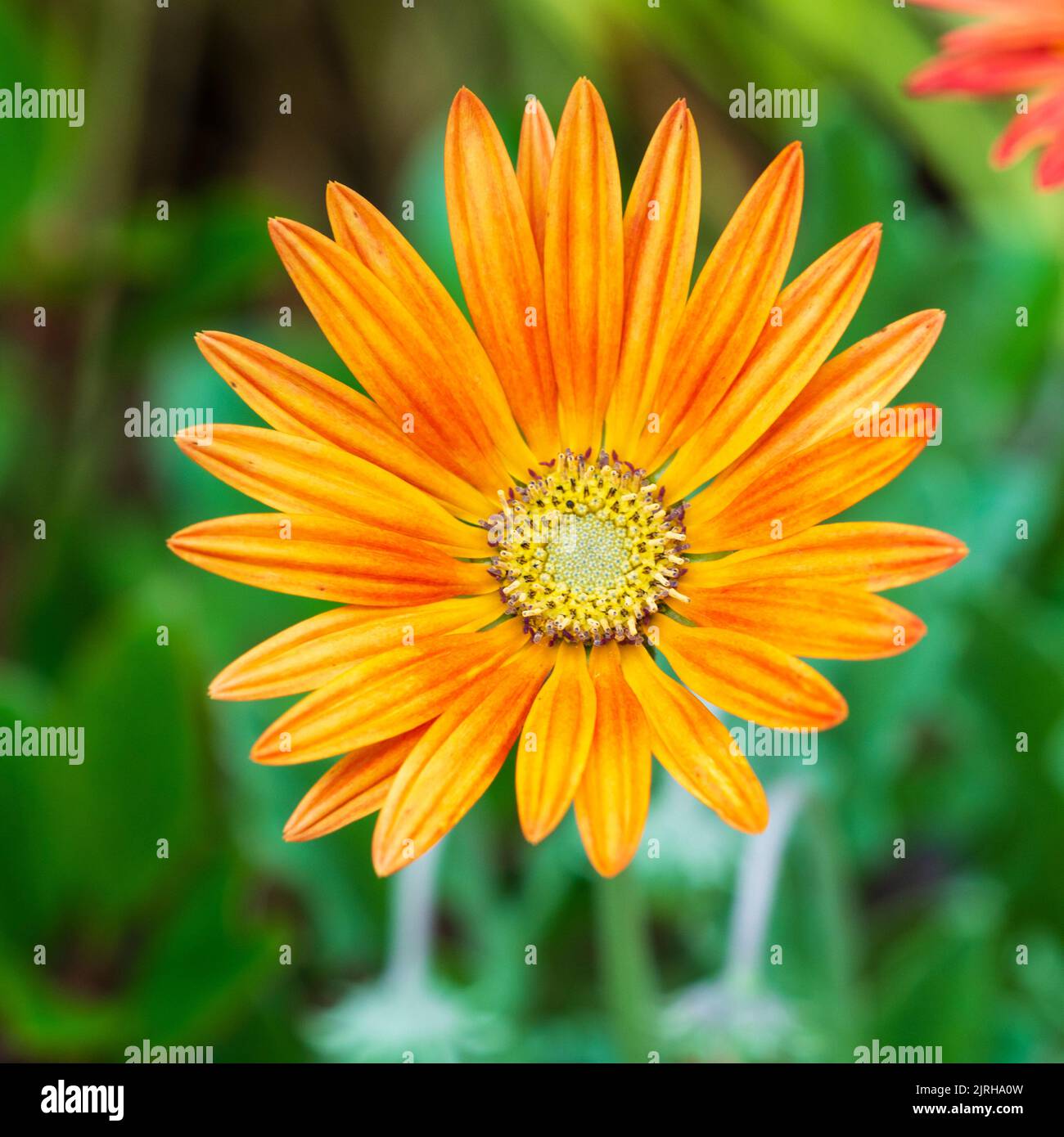 Fleurs de l'orannge rouge pettered pâquerette ornementale sud-africaine, Arctotis 'Flame', une variété à moitié endurci Banque D'Images