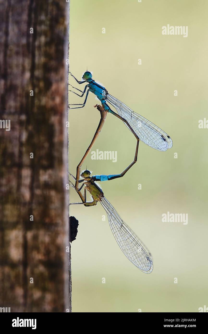 Accouplement de couple de libellules, nature d'insecte Banque D'Images