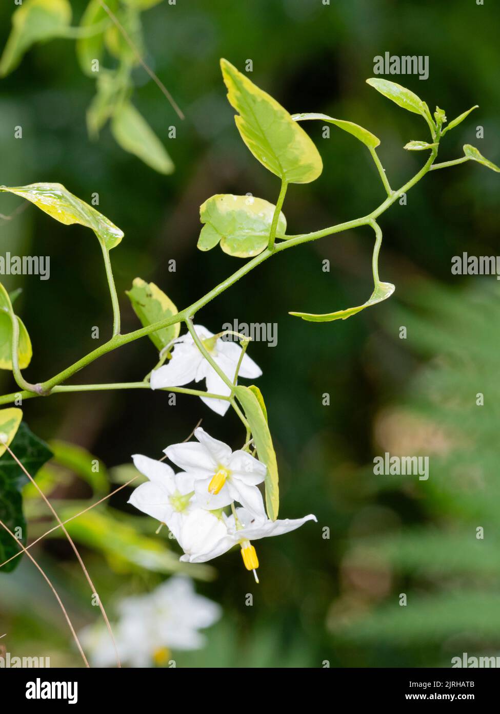 Feuillage à bordure jaune et fleurs blanches de la cime semi-robuste, en été, scintien, Solanum laxum 'Aureovariegatum' Banque D'Images