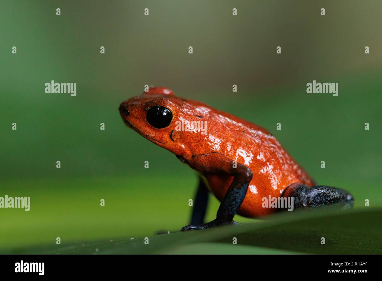 Blue-Frog Jeans a.k.a grenouille fraise (Oophaga pumilio / Dendrobates pumilio) perçant sur une feuille verte à Horquetas, Heredia, Sarapiqui, Costa Rica Banque D'Images