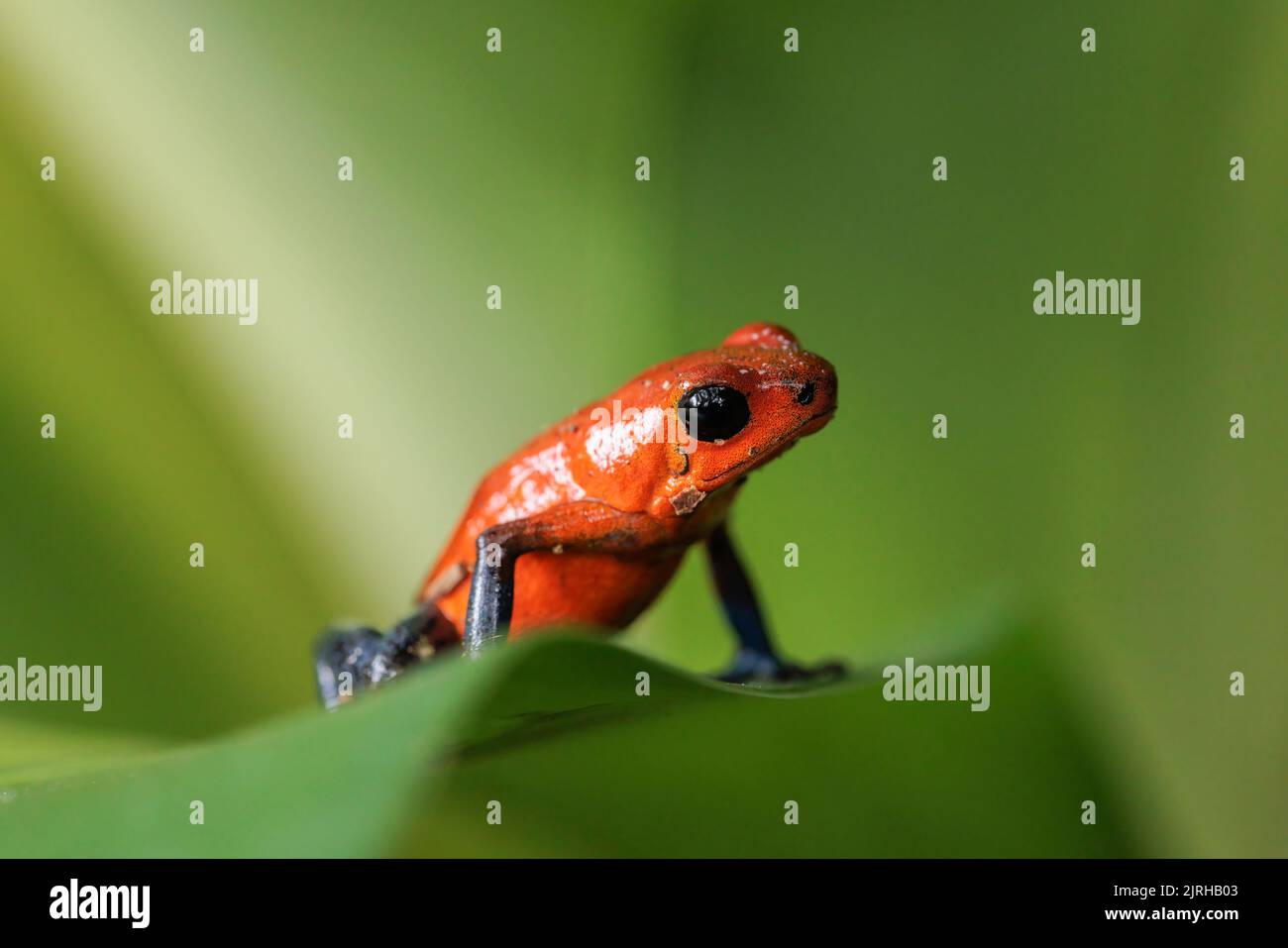 Blue-Frog Jeans a.k.a grenouille fraise (Oophaga pumilio / Dendrobates pumilio) perçant sur une feuille verte à Horquetas, Heredia, Sarapiqui, Costa Rica Banque D'Images