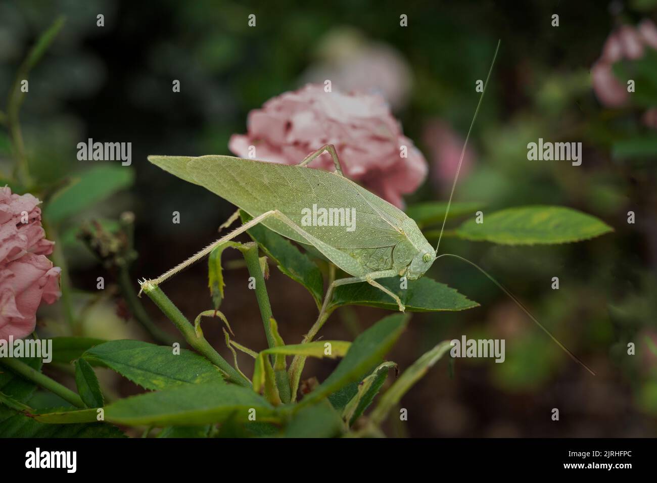 Katydid, un insecte avec de longues antennes qui peut également être appelé sauterelle de longhorn. Ressemble à une feuille verte. Banque D'Images