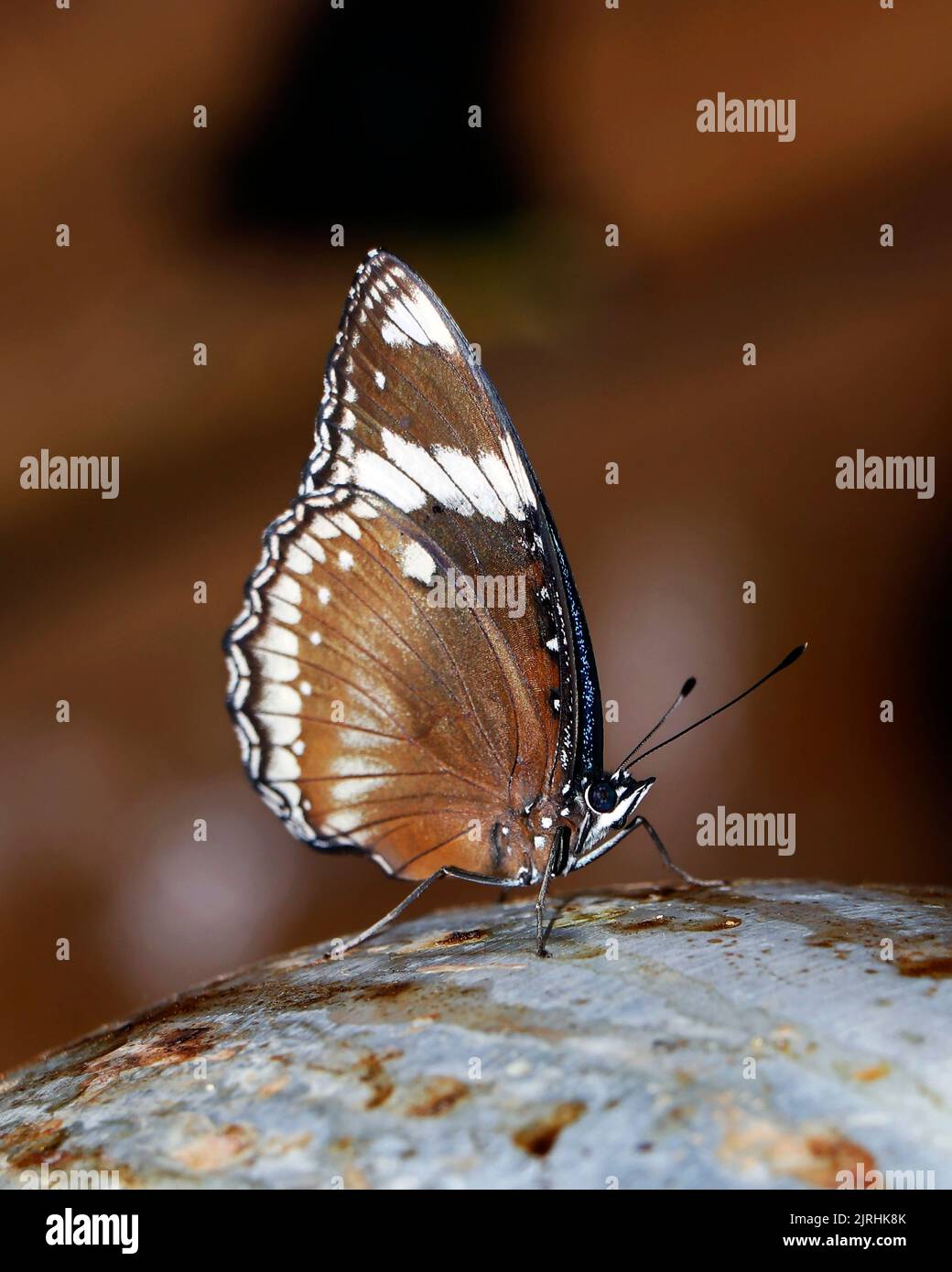 beau papillon noir et blanc assis en gros plan Banque D'Images