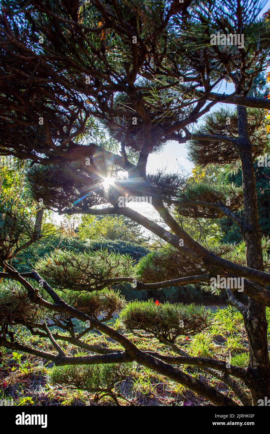 Le pin taillé et le soleil rame à travers ses aiguilles dans le jardin Botanicak de Hambourg 'Planten un Blomen' automne incroyable! Banque D'Images