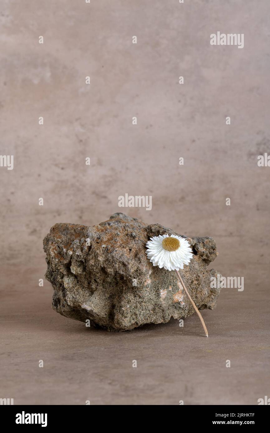 Fond pour les produits cosmétiques avec podium en pierre avec fleur sèche sur fond beige naturel de couleur terre cuite Banque D'Images
