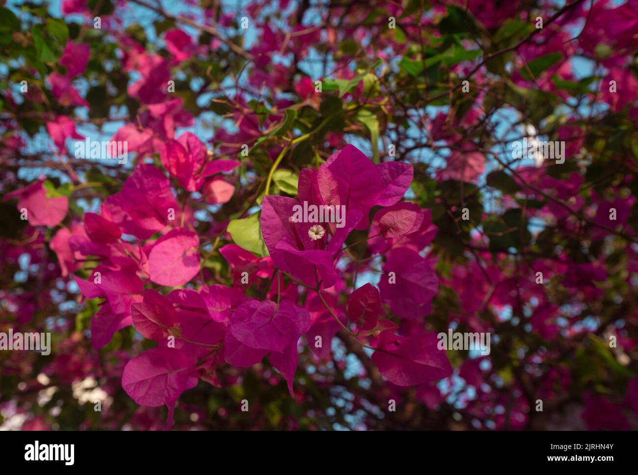 Champs de fleurs magenta remplissant toute l'image sur fond bleu, avec une mise au point sélective, printemps et l'amour de la photographie Banque D'Images