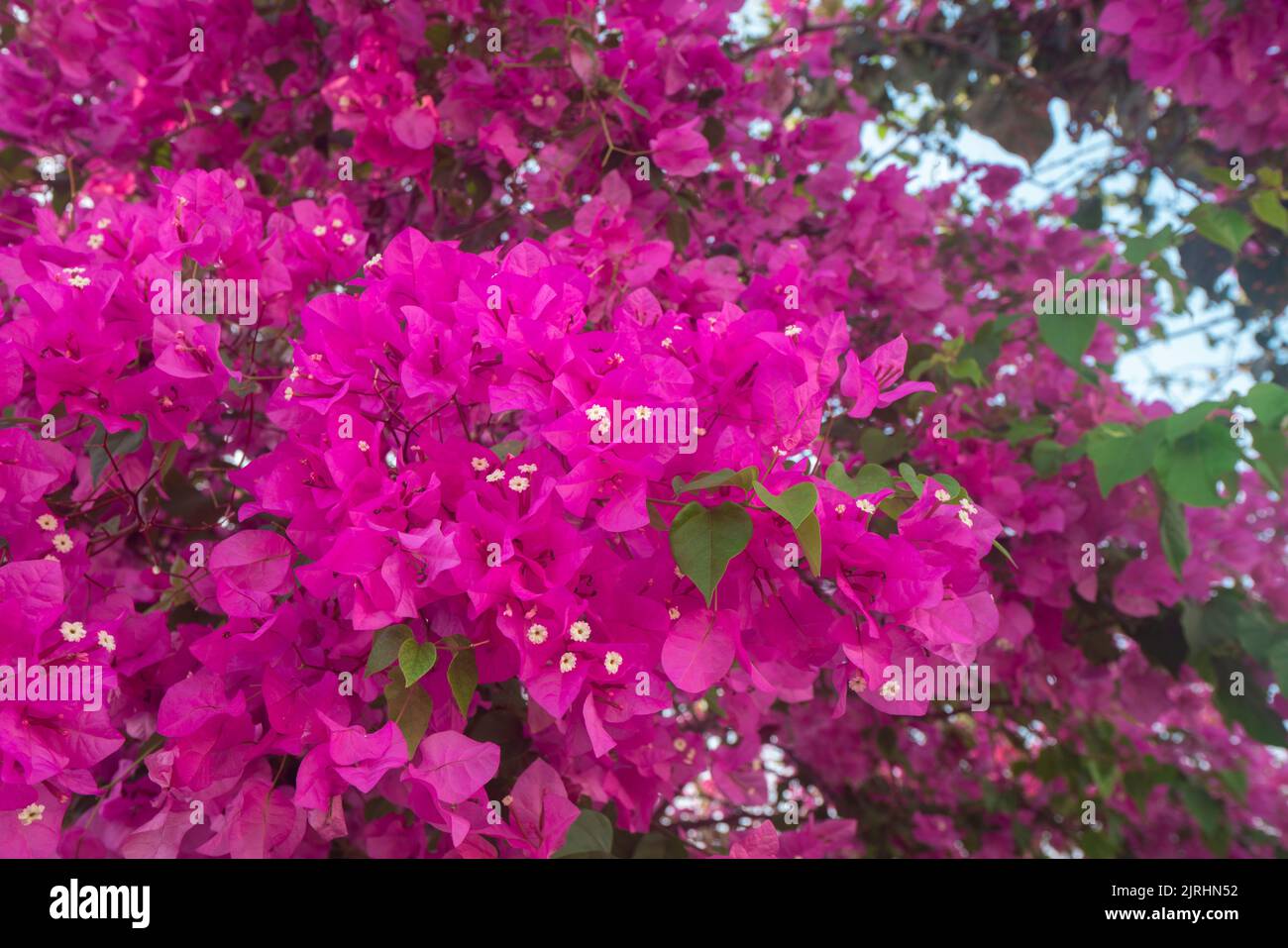 Champs de fleurs magenta remplissant toute l'image sur fond bleu, avec une mise au point sélective, printemps et l'amour de la photographie Banque D'Images