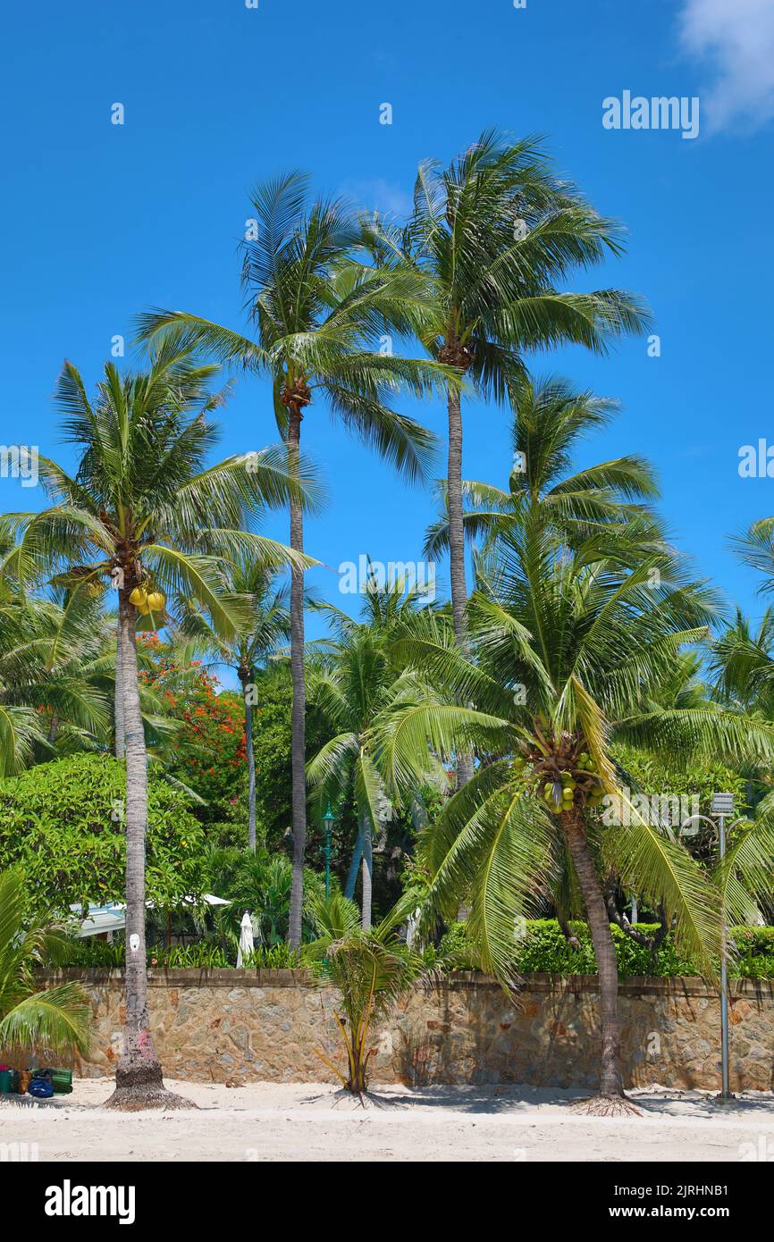 Plage tropicale de palmiers à Hua Hin, Thaïlande Banque D'Images