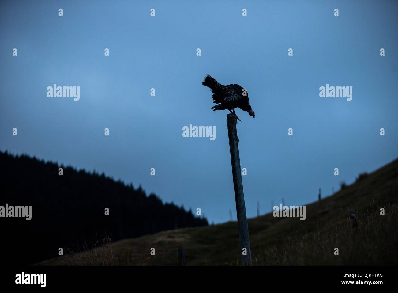 Photo de Tim Cuff 18 janvier 2022 - Une turquie sur un poste, Glenduan Hills, Nelson, Nouvelle-Zélande Banque D'Images