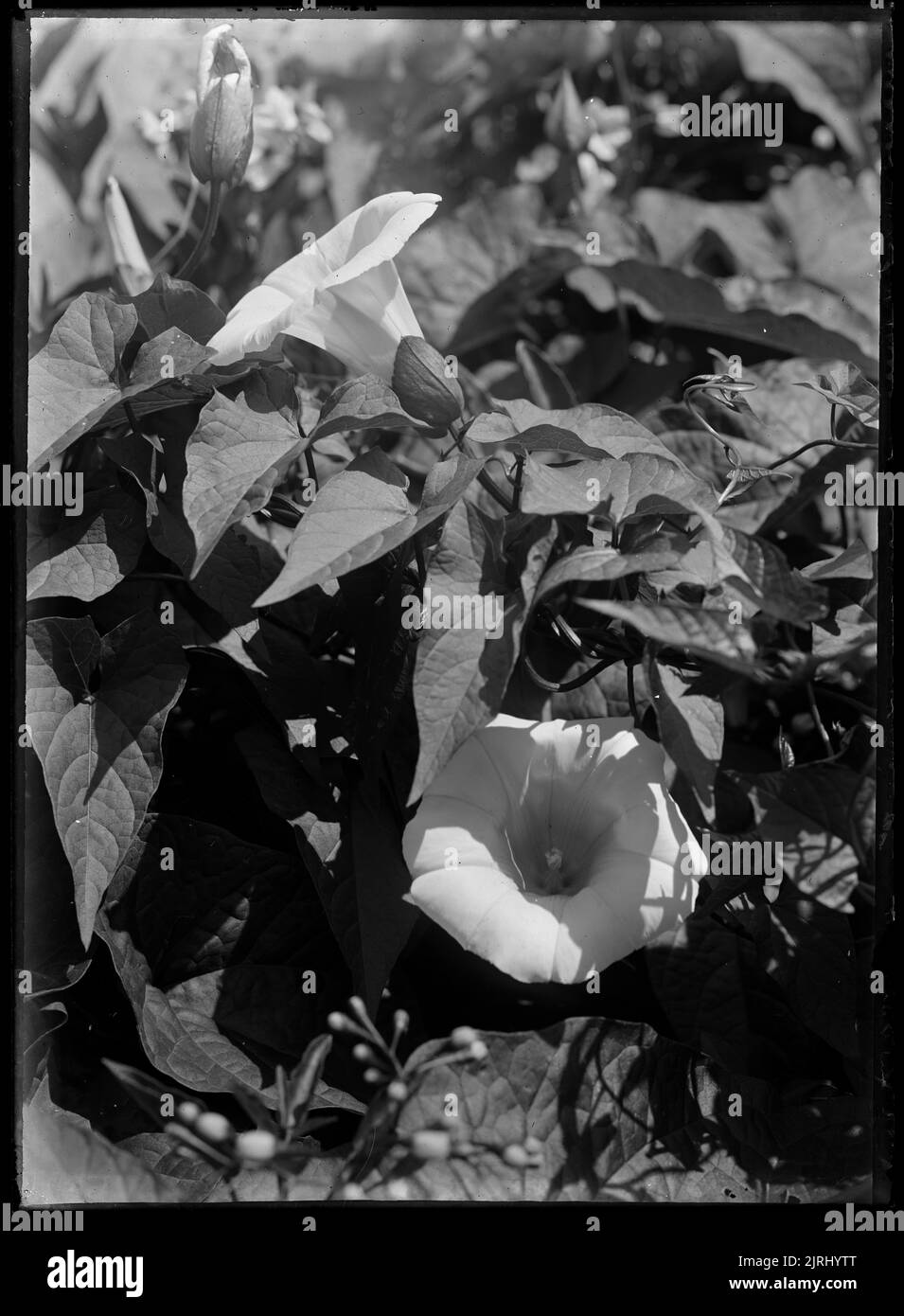 Calystegia, vers 1910, par Fred Brockett. Banque D'Images