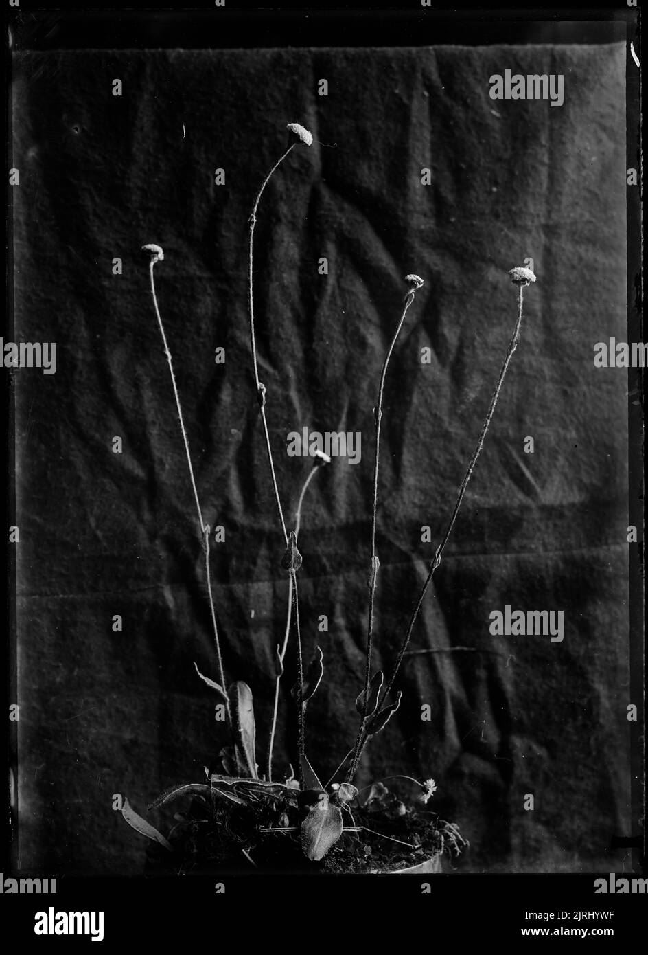 Lagenophora, vers 1910, par Fred Brockett. Banque D'Images