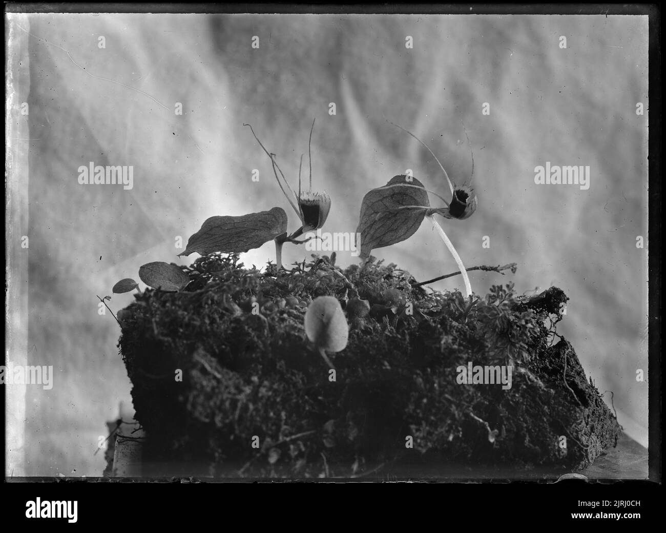 Corybas, vers 1910, par Fred Brockett. Banque D'Images