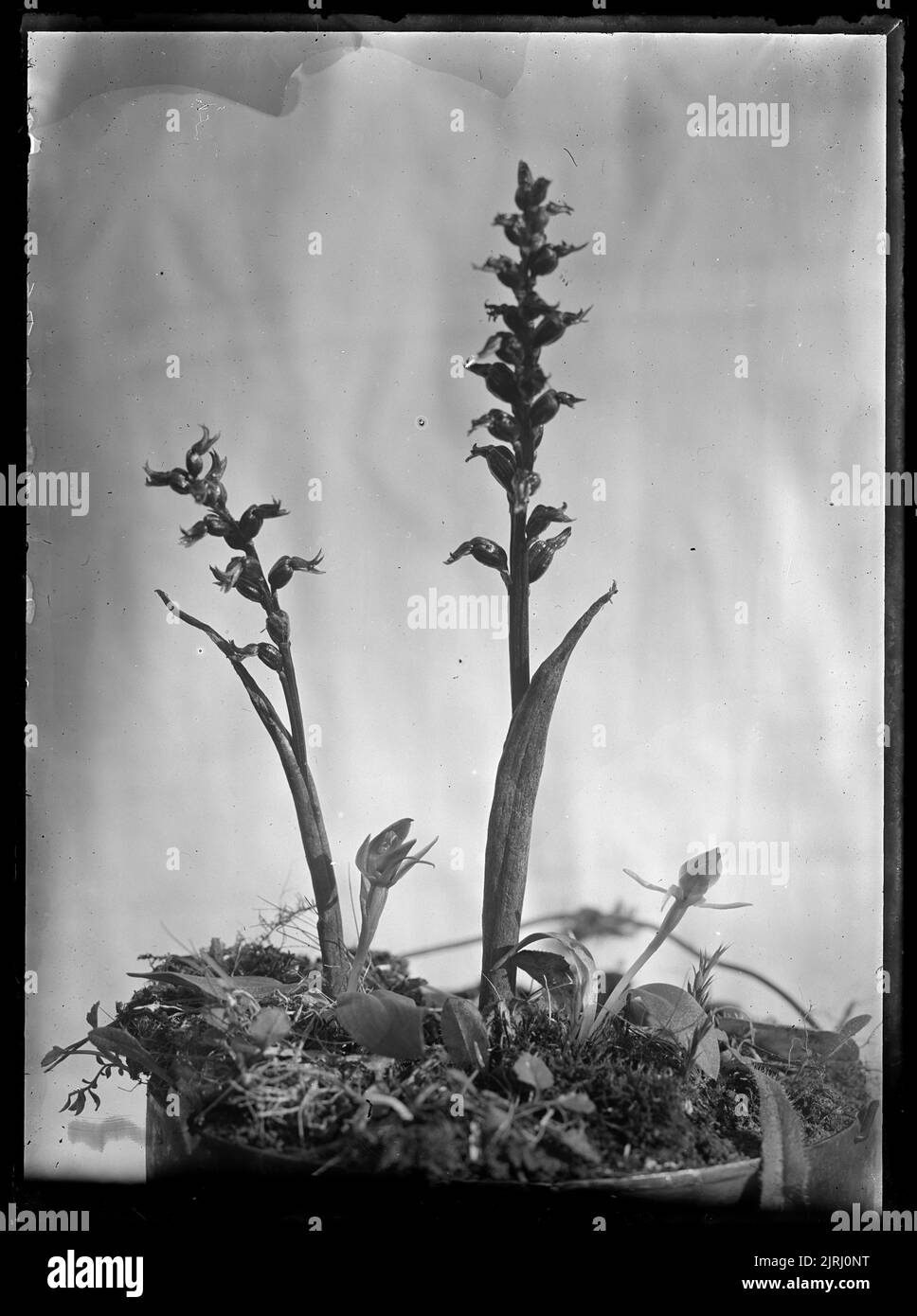 Prasophyllum, vers 1910, par Fred Brockett. Banque D'Images
