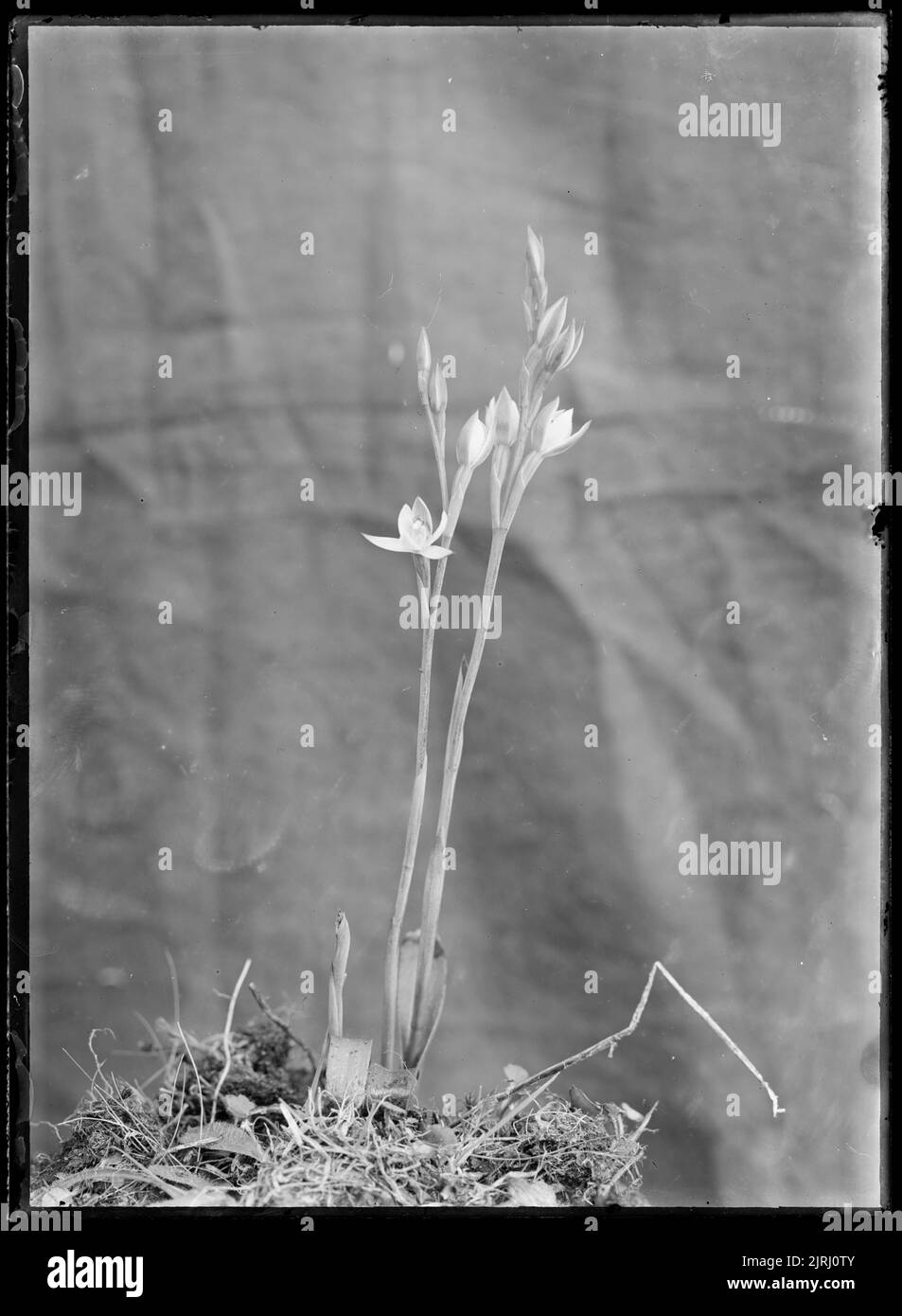 Thelymitra, vers 1910, par Fred Brockett. Banque D'Images
