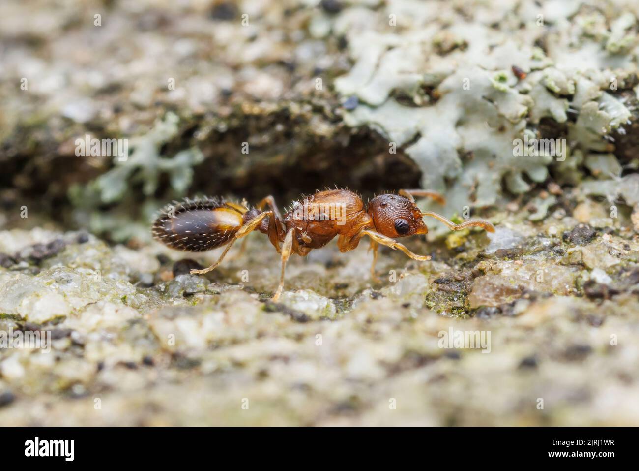 Un Ant d'Acorn Dulotic (Temnothorax duloticus) queen, sans aile après l'accouplement. Temnothorax duloticus est un esclave-fabricant d'autres espèces de Temnothorax. Banque D'Images