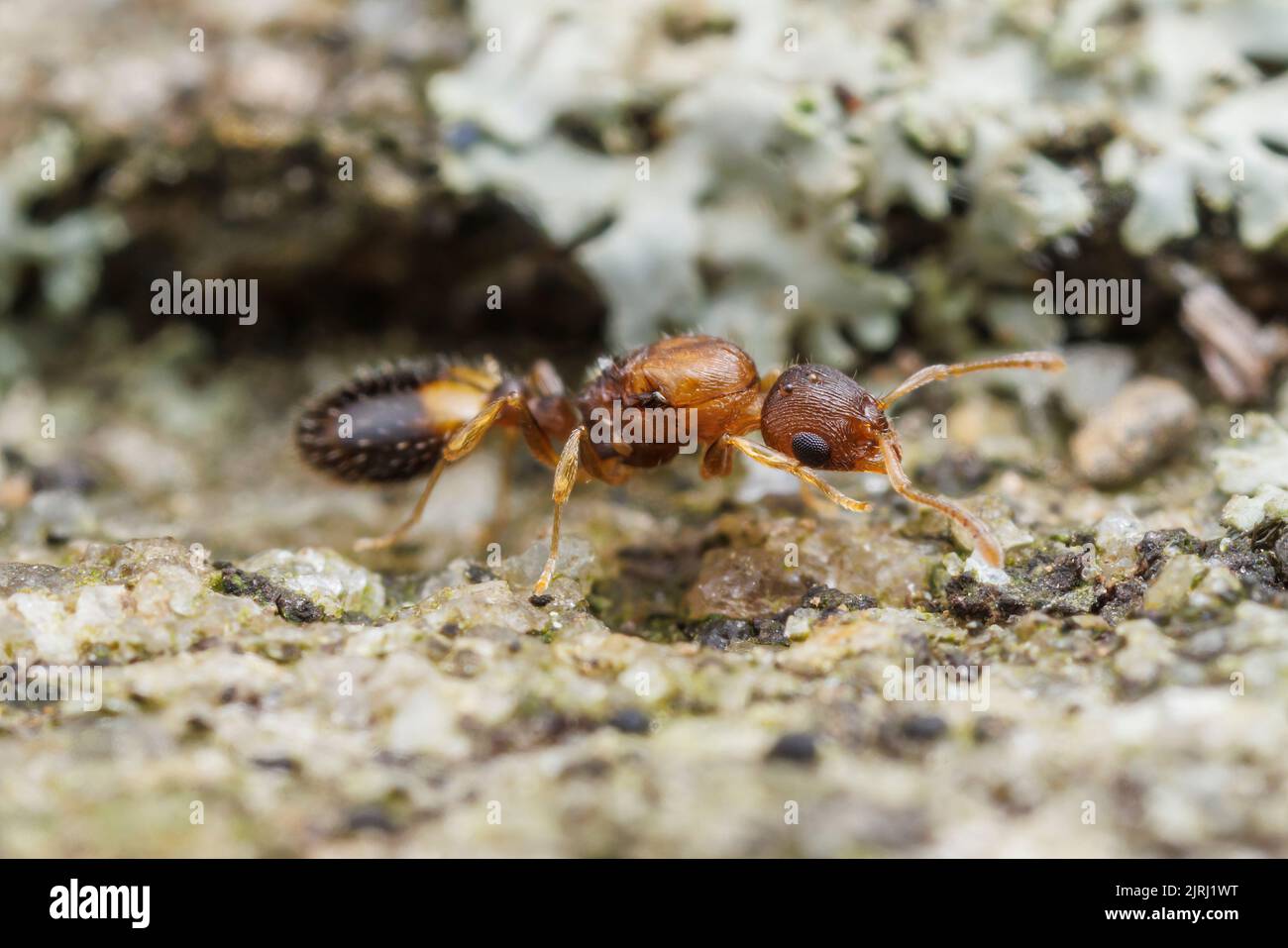 Un Ant d'Acorn Dulotic (Temnothorax duloticus) queen, sans aile après l'accouplement. Temnothorax duloticus est un esclave-fabricant d'autres espèces de Temnothorax. Banque D'Images