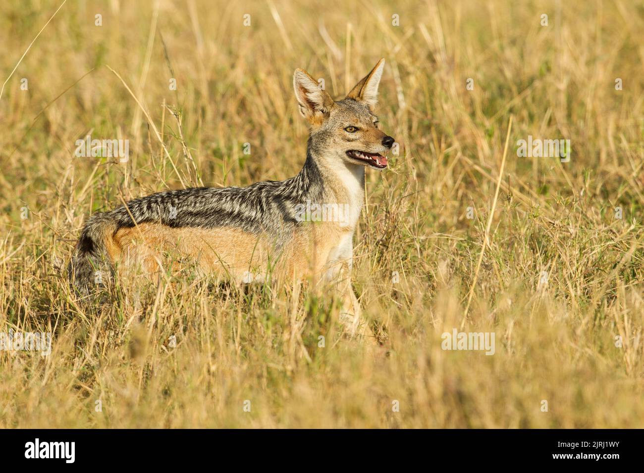Le Chacal à dos noir (Canis mesomelas) Banque D'Images