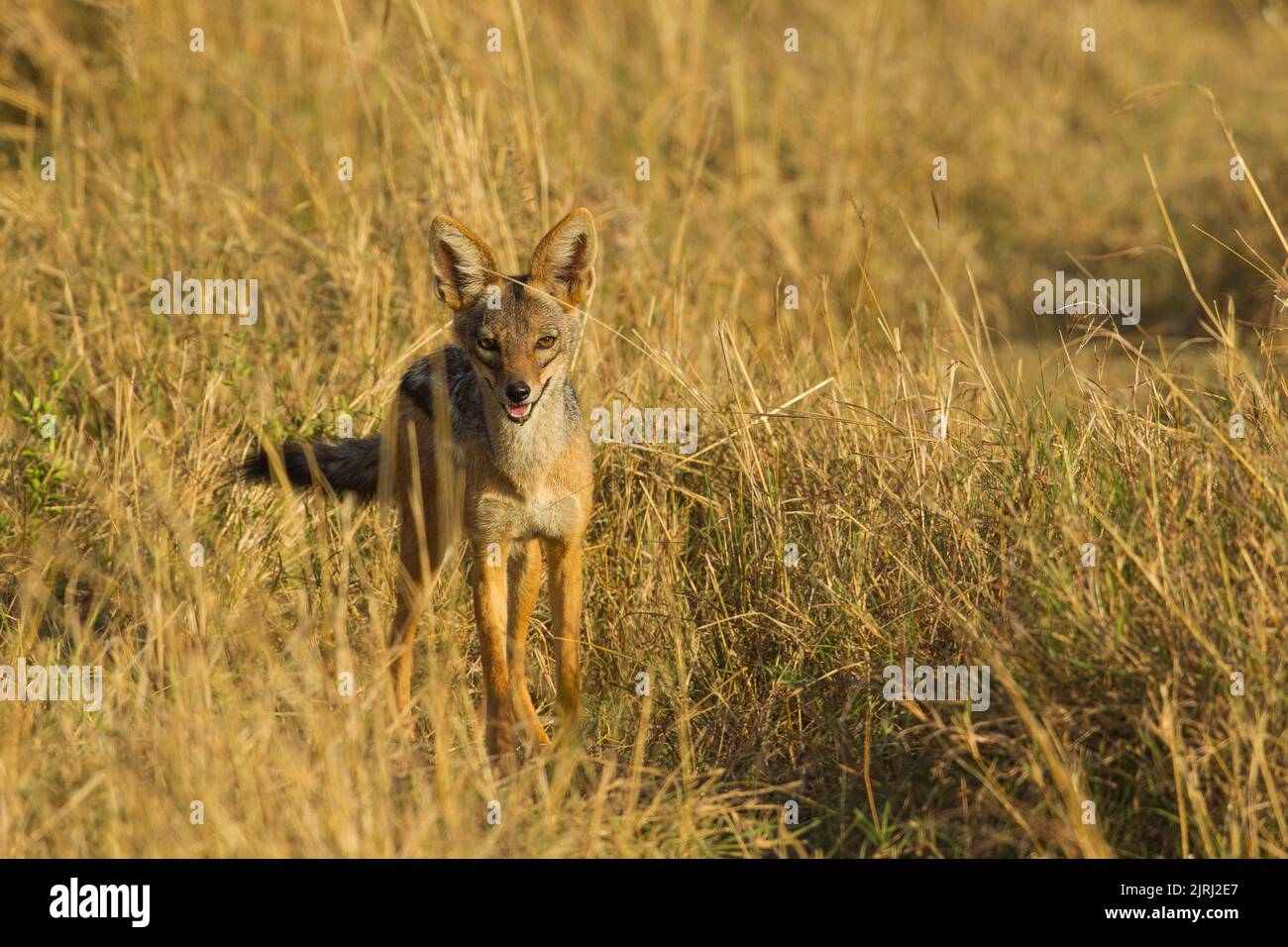 Le Chacal à dos noir (Canis mesomelas) Banque D'Images