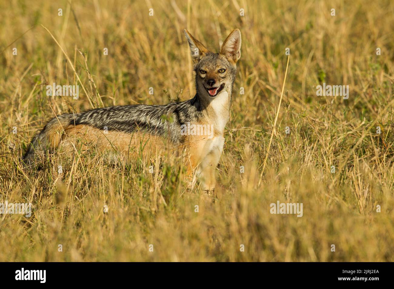 Le Chacal à dos noir (Canis mesomelas) Banque D'Images