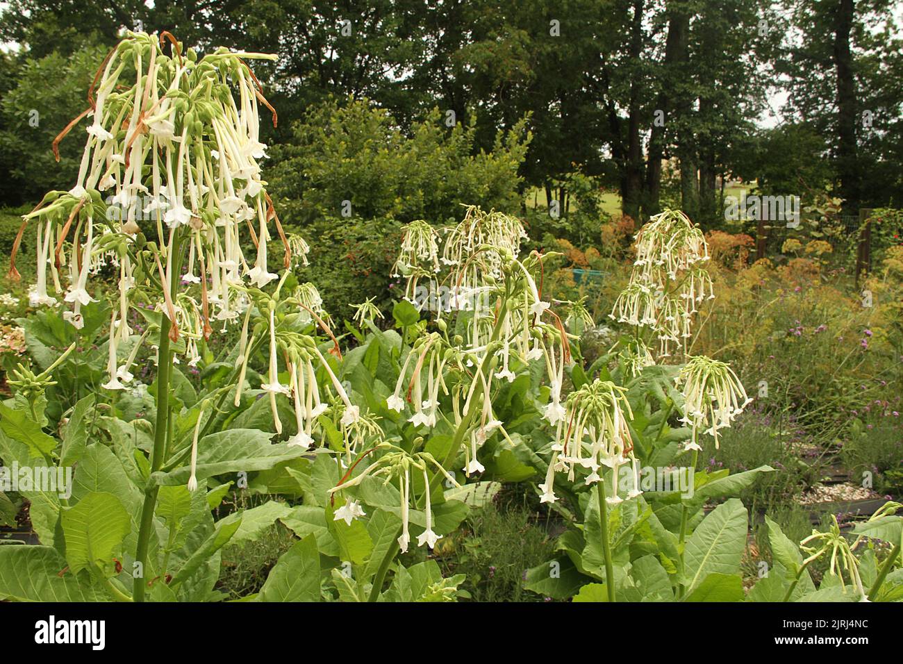 Tabac à fleurs (Nicotiana sylvestris) dans un jardin Banque D'Images