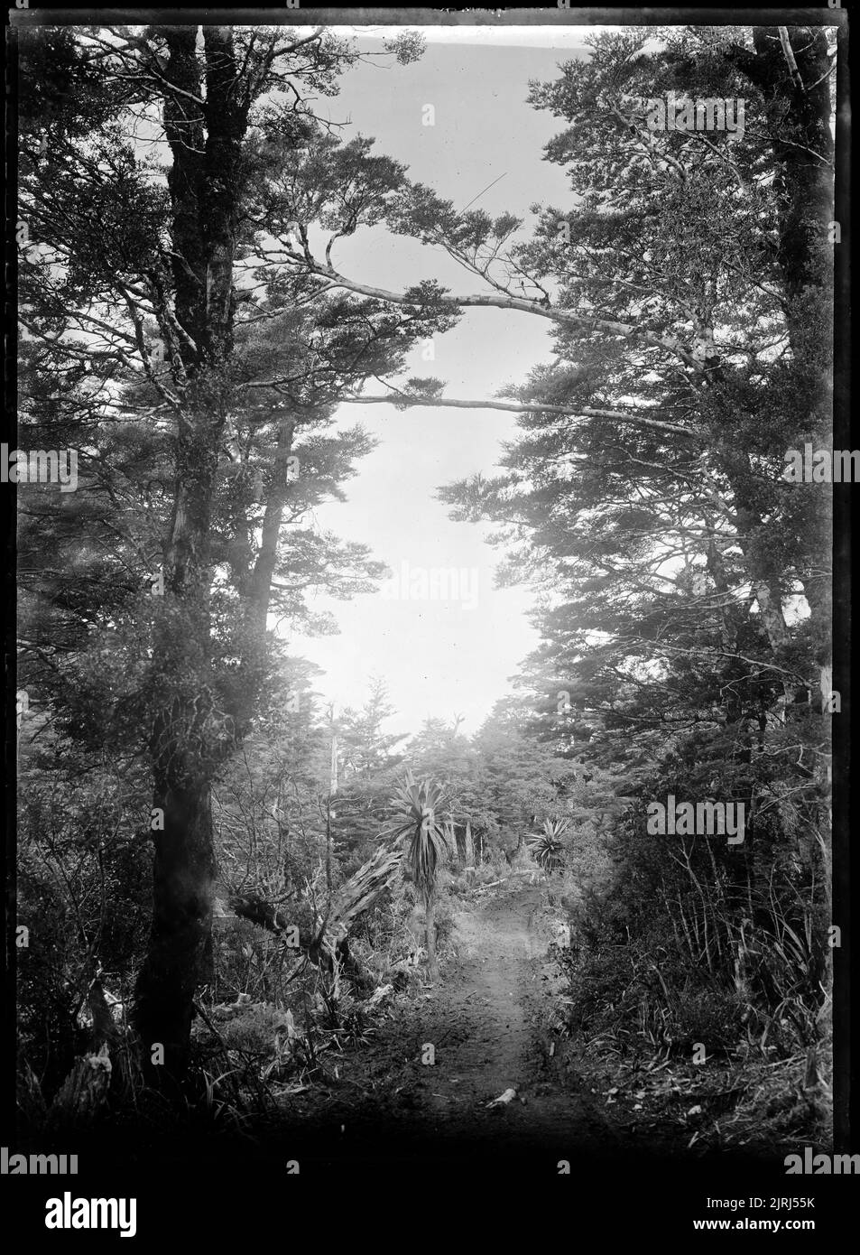 Mountain Flax (Cordyline indivisa), vers 1910, par Fred Brockett. Banque D'Images