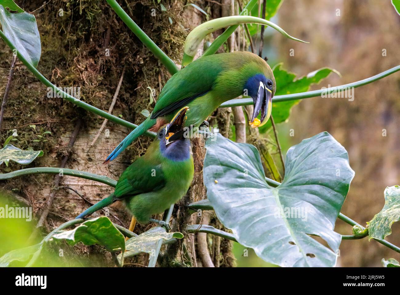 Des toucanets d'émeraude (Aulacorhynchus prasinus) perçant sur une branche de la forêt nuageuse de Santa Elena, au Costa Rica Banque D'Images