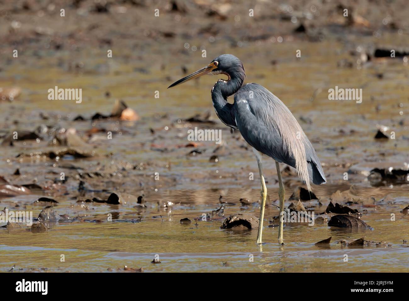 Héron tricolore (Egretta tricolor) Marche dans la boue de la rivière Tortuguero dans le parc national de Tortuguero, Costa Rica Banque D'Images