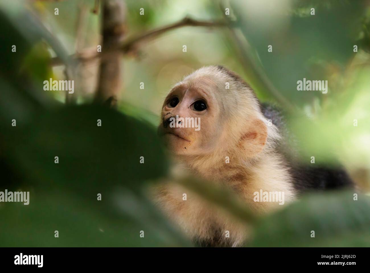 Singe Capuchin panaméen à face blanche (imitateur Cebus) regardant la caméra sur la rive de la rivière Tortuguero, Costa Rica Banque D'Images