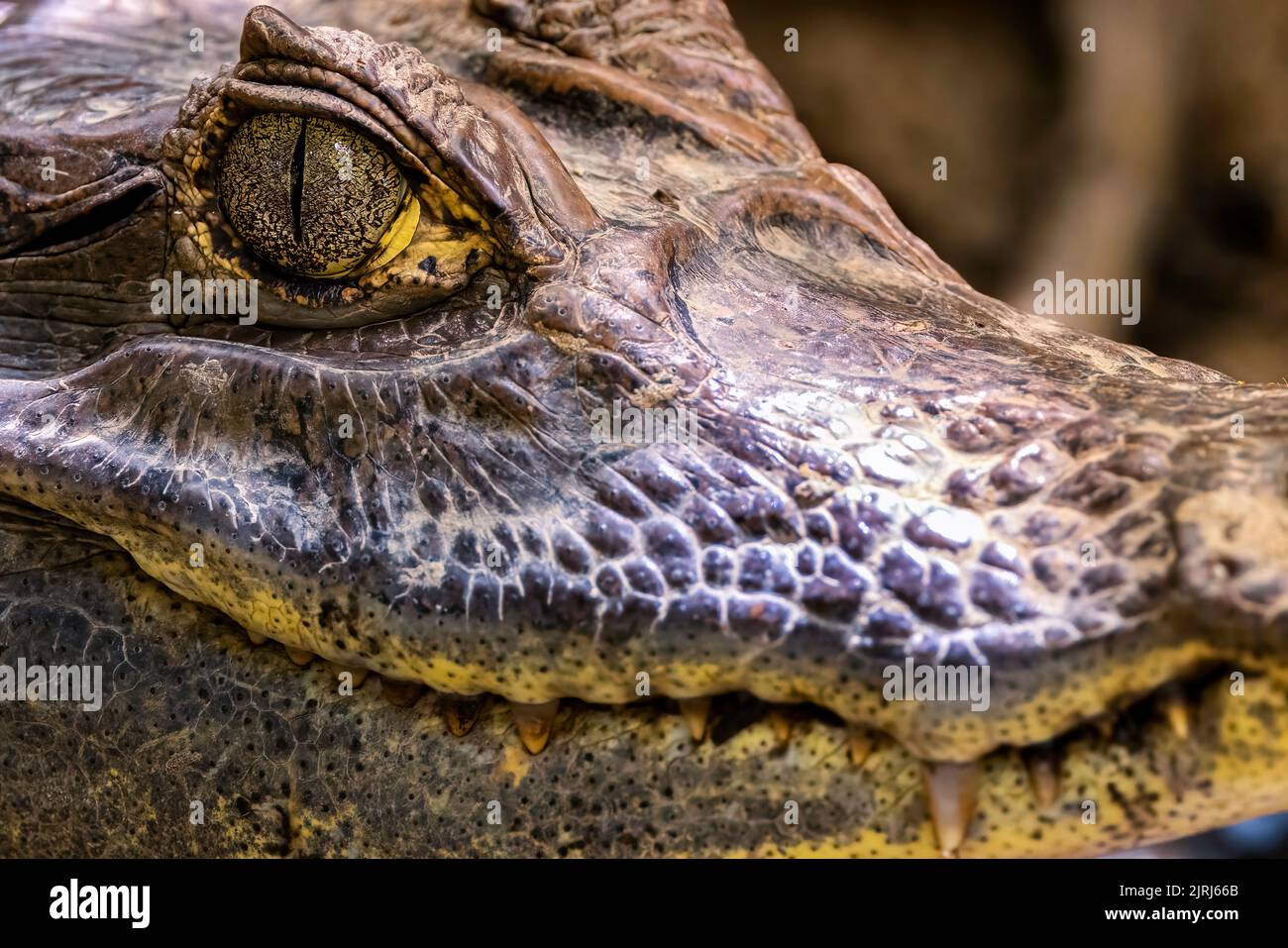Gros plan d'une tête d'alligator (Alligator mississippiensis) reposant sur la rive du fleuve Tortuguero par une journée ensoleillée, au Costa Rica Banque D'Images