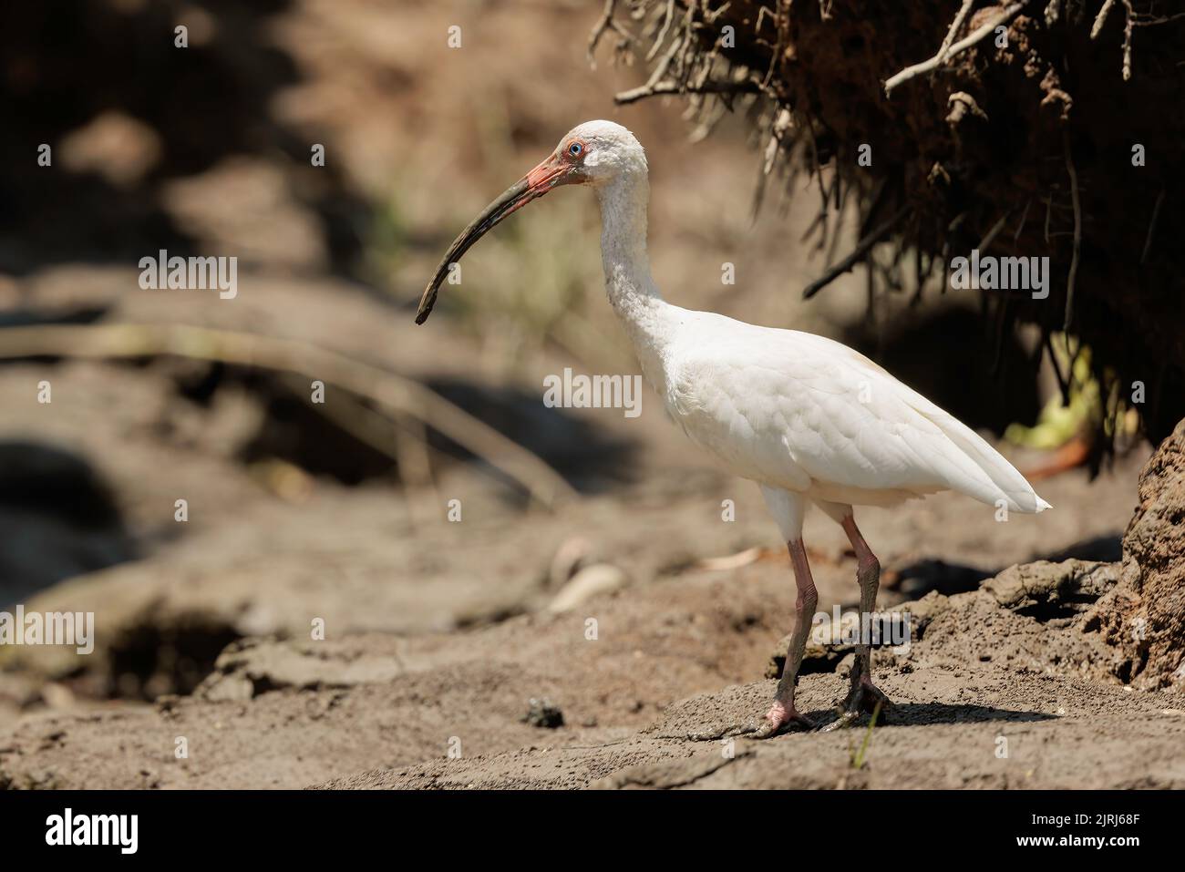 Ibis blanc américain (Eudocimus Albus) situé sur la rive du Tortuguero, Costa Rica Banque D'Images