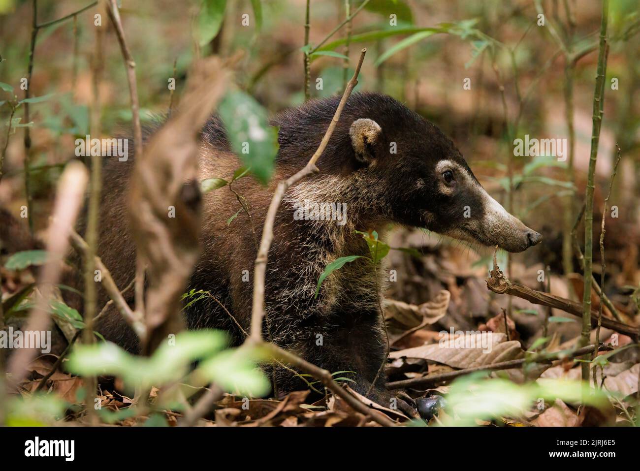 Wild Coati (Nasuella) errant dans le parc national de Corcovado, péninsule d'Osa, Costa Rica Banque D'Images