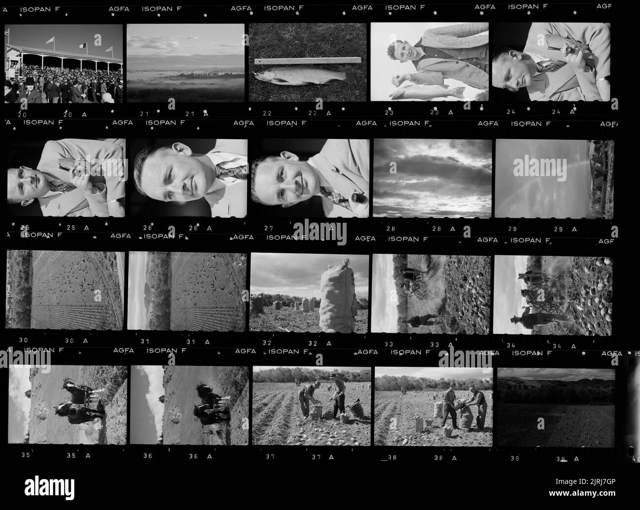 Portraits et scènes de campagne, y compris labourage des pommes de terre, avril 1940, Nouvelle-Zélande, par Eric Lee-Johnson. Banque D'Images