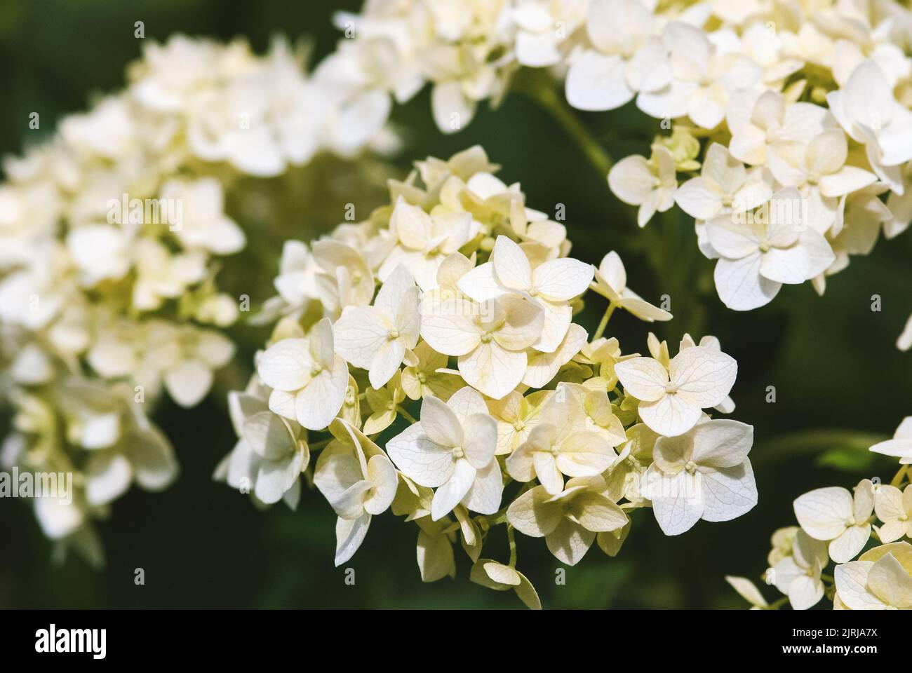 Fleurs d'Hydrangea lisses en gros plan, fleurs blanches vertes d'Hydrangea arborescens dans le jardin Banque D'Images