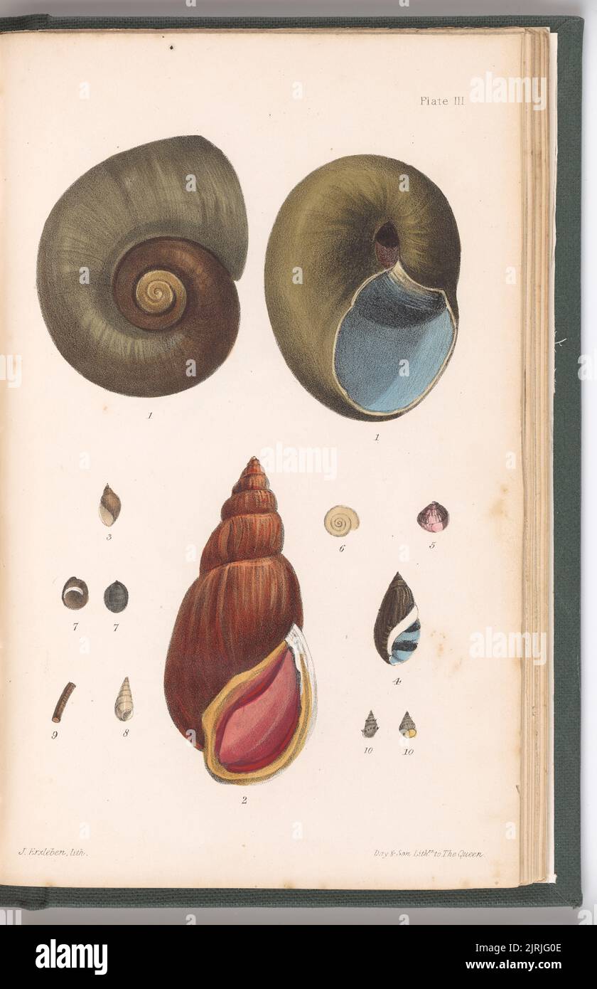 [Mollusques] tôle 3. Du livre te Ika a Maui, or, Nouvelle-Zélande et ses habitants, 1855, par J. Erxleben, Day & son Ltd., Reverend Richard Taylor. Don de Mme Thomas Purvis Russell, 1921. Banque D'Images