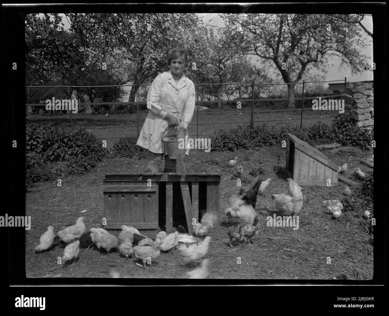 Femme nourrissant des poulets, 1920 ans, Belgique, fabricant inconnu. Banque D'Images