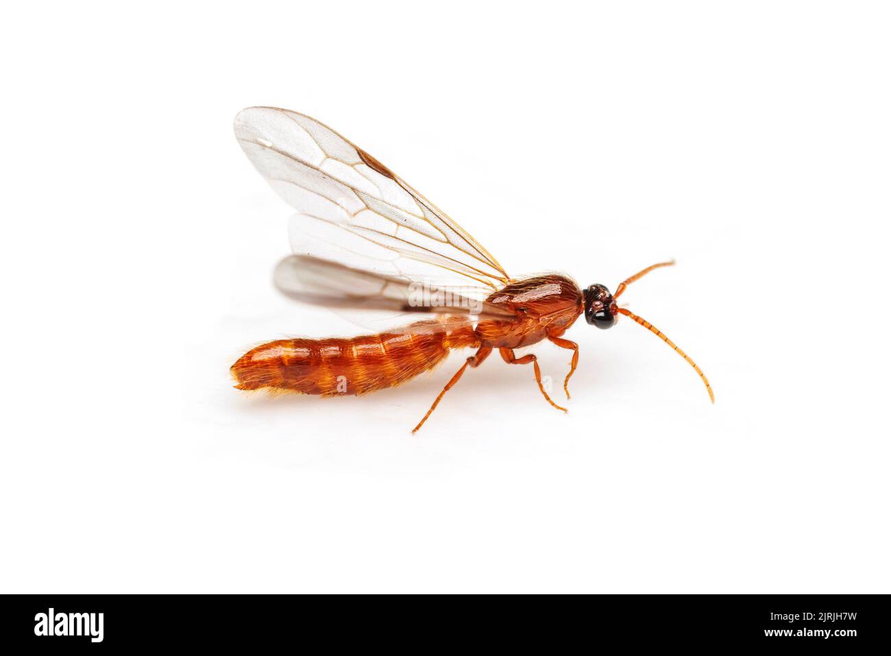 Un Ant masculin de l'Armée commune (Neivamyrmex melshaemeri) pendant un vol nuptial, isolé sur fond blanc. Banque D'Images