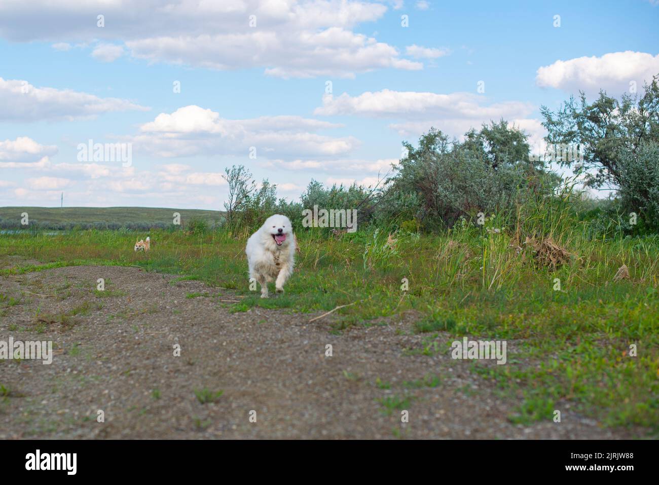 le chien de samoyed court le long de la route dans la nature Banque D'Images