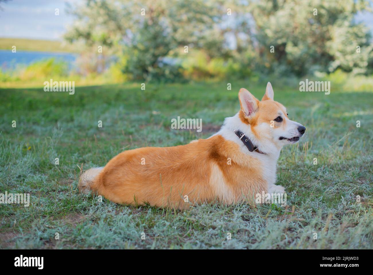 corgi se trouve sur l'herbe au bord de la rivière Banque D'Images