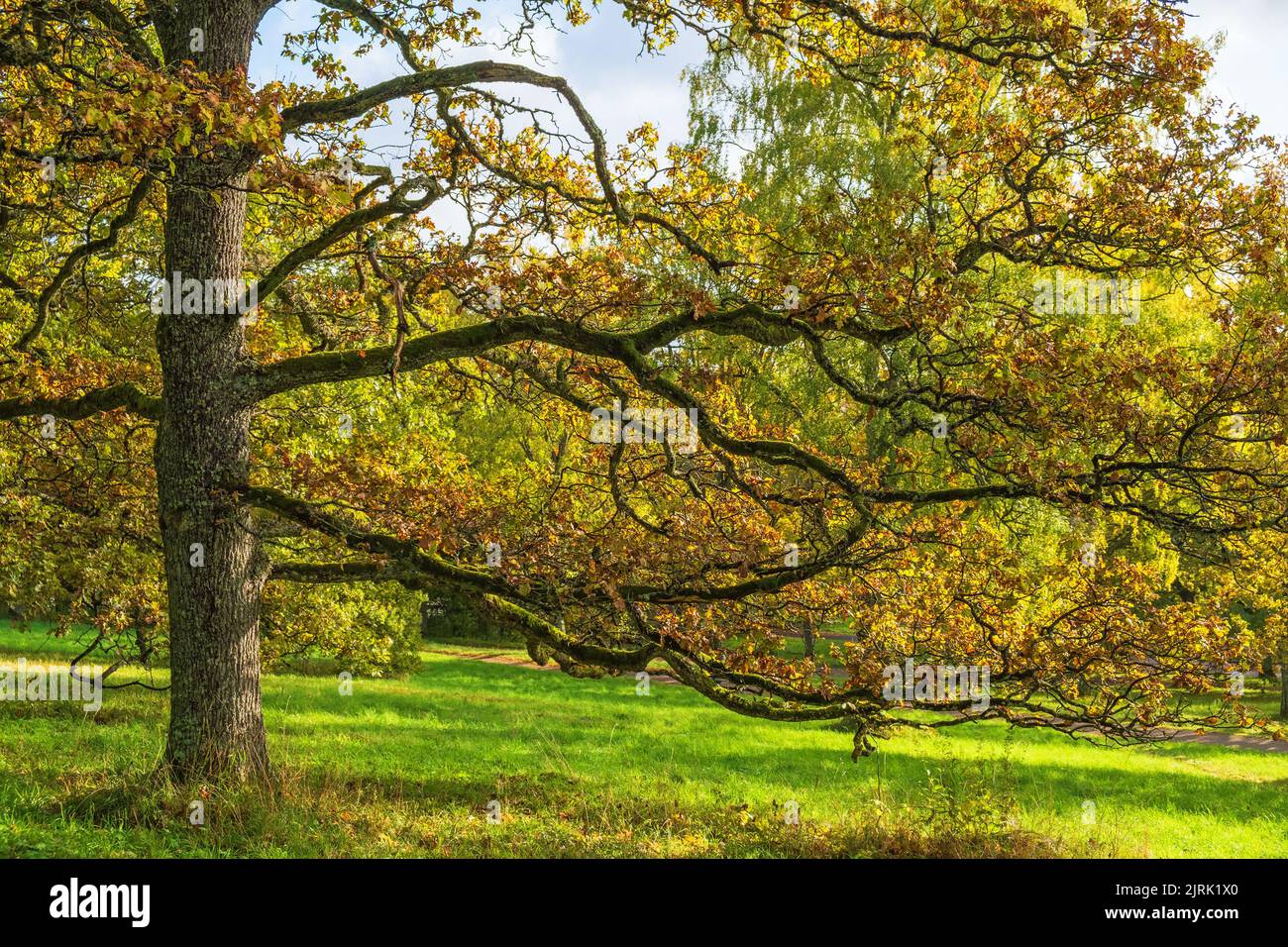 Grand chêne aux couleurs d'automne sur un pré Banque D'Images