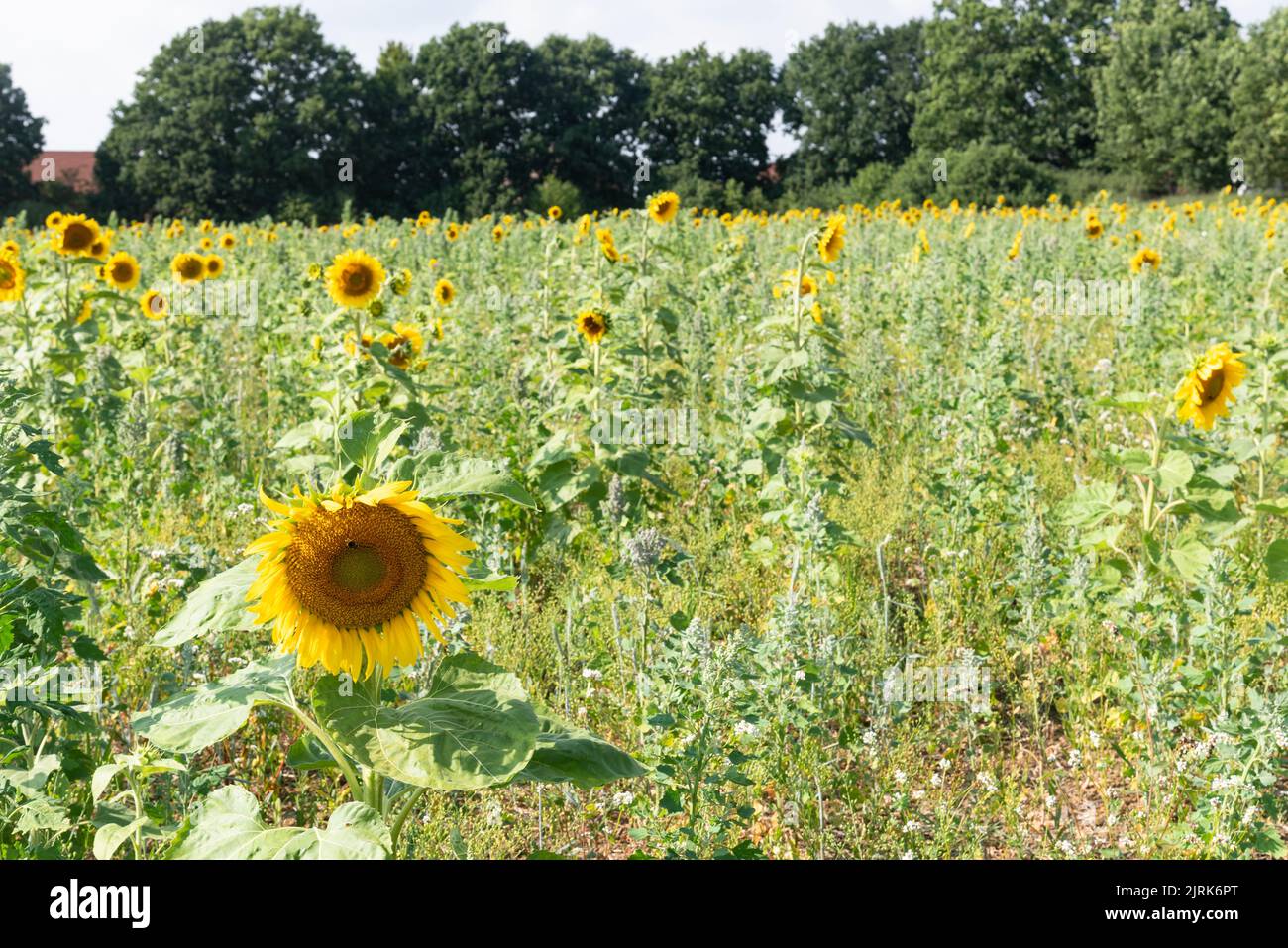 Champ de tournesol en fleur Banque D'Images